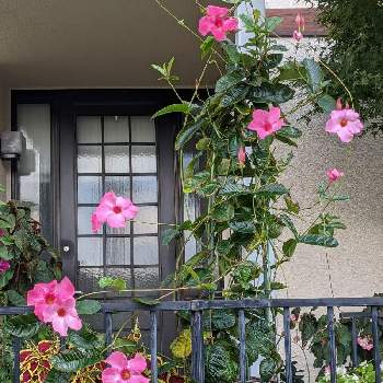 民家の玄関先の画像 by まっさんno.1さん | お出かけ先と綺麗〜❤️と家の近所とGS映えとウオーキングと赤い花とマンデビラ❤️とコリウス♪と民家の玄関先