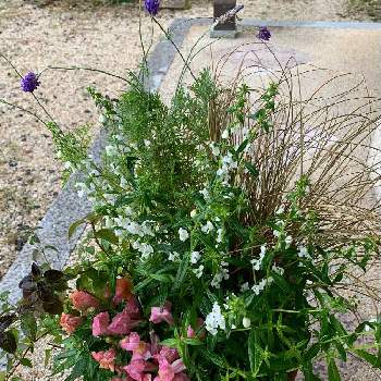 優しいの画像 by anne♪さん | エントランスとラベンダーとベアーグラスとカレックスとアンゲロニア　ホワイトと金魚草とグラスと寄せ植えと可愛い♥️と癒されると白い花と優しい