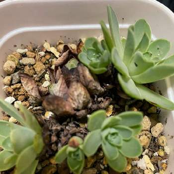 多肉とみどりのマルシェ なばなの里の投稿画像一覧 Greensnap グリーンスナップ