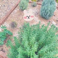 ラベンダーの育て方 地植え 鉢植えのコツは 枯れる一番の原因は Greensnap グリーンスナップ ラベンダーの育て方 地植え 鉢植えのコツは 枯れる一番の原因は Greensnap グリーンスナップ