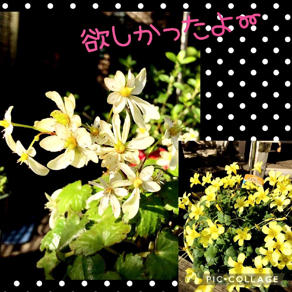 お出かけ先の画像 by naoppeさん | お出かけ先と笑顔を貴方へと♡ 綺麗 ♡とお花に心癒されてと出逢いに感謝と小さな華やぎ♡