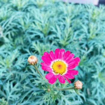 乾燥に強いの画像 by ティーさん | 小さな庭とマーガレット　ストロベリーホイップと元気に育ちますようにと色が素敵とおうち園芸と鉢植えと日向ぼっこと乾燥に強いと可愛い♡