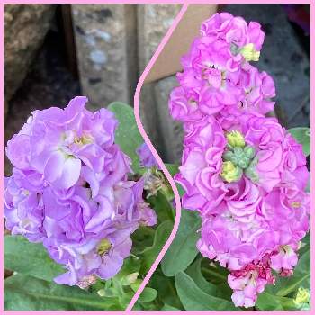 アブラナ科の投稿画像一覧 Greensnap グリーンスナップ