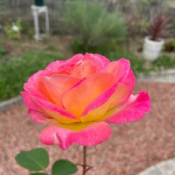 バラと暮らすの画像 by Angela350さん | 広い庭と花山吹とやさしい色...とバラと暮らすといつもありがとう♡といやされる♡と大輪と優しさありがとうと花だいすきとありがとうと薔薇 ほほえみと笑顔がいちばんとかわいい花と微笑み