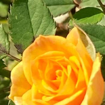 薔薇・ミニ薔薇♥︎︎∗︎*ﾟの画像 by ぴょんこさん | 小さな庭と꒰ღ˘◡˘ற꒱かわゅ~と花のある暮らしと素敵な出会いに感謝と薔薇・ミニ薔薇♥︎︎∗︎*ﾟ
