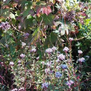 山野草,屋上庭園,お出かけ先にて,自然大好き,草花大好きの画像