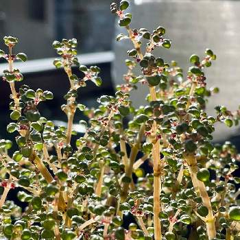 ピレア グロボーサの画像 by あいぼんさん | ピレア グロボーサと観葉植物と緑のある暮らしと植物のある暮らしと葉っぱ好き