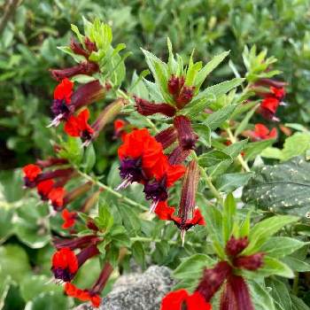 阪急西宮ガーデンズの投稿画像一覧 Greensnap グリーンスナップ