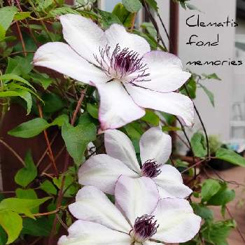 クレマチスフォンドメモリーズの投稿画像一覧 Greensnap グリーンスナップ