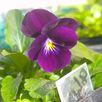 紫チーム✨の画像 by *hiro*さん | ビオラと種まきと♯種まきと紫チーム✨と種から育てると可愛い花とタネラーさん集合とおうち園芸と花のある暮らし
