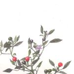 ぶんず色の一覧 Greensnap グリーンスナップ ぶんず色の一覧 Greensnap グリーンスナップ