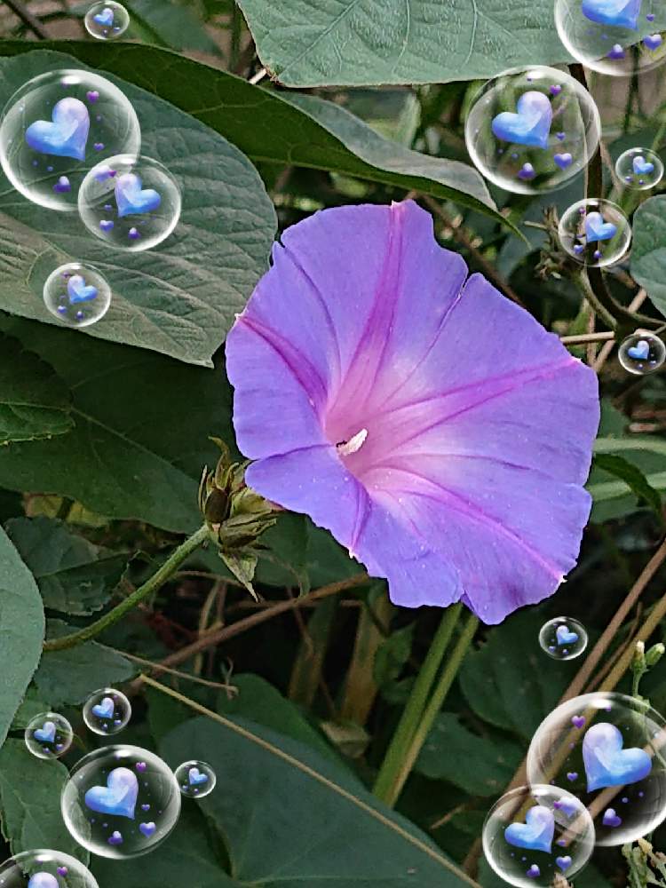 お出かけ先の画像 by ナナさん | お出かけ先とノアサガオとワクワクの花たちと青いお花と美しく青きドヨウと明日はきっと良い日になるとファンタスティックブルー