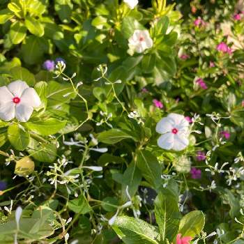 ニチニチソウ 夏花火の投稿画像一覧 Greensnap グリーンスナップ ニチニチソウ 夏花火の投稿画像一覧 Greensnap グリーンスナップ