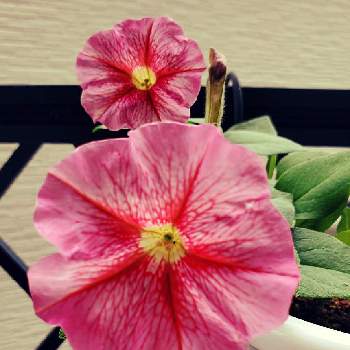 花脈の投稿画像一覧 Greensnap グリーンスナップ