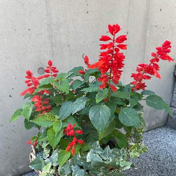 鮮やかな赤の画像 by みんみんさん | 玄関と赤いサルビアと鮮やかな赤と寄せ植えと交代はいつかなとサルビアの花