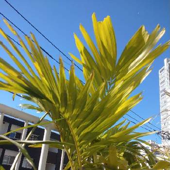 マニラヤシの画像 by サイクロンさん | マニラヤシと観葉植物とヤシと熱帯植物と ヤシの木