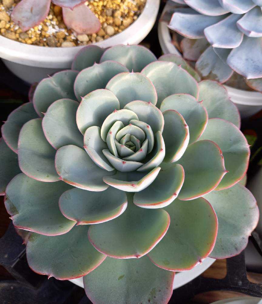 168🌹アトランティス ピーチスアンクリム｜🍀GreenSnap