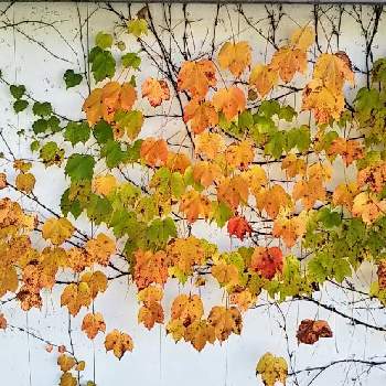 つたの葉の画像 by カンコさん | つたの葉と葉っぱ いいなぁ