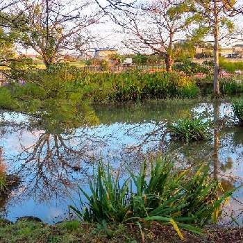愛西市親水公園の画像 by corotさん | お出かけ先と散歩道の風景と愛西市親水公園