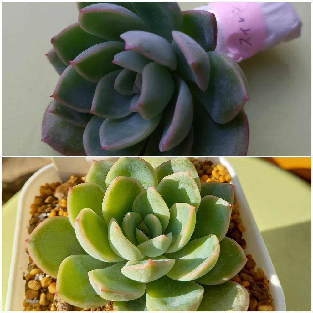 64A💐🌹💐スイレン スリョン ウォーターリリー｜🍀GreenSnap（グリーン