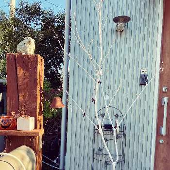 枯れたシマトネリコの投稿画像一覧 Greensnap グリーンスナップ