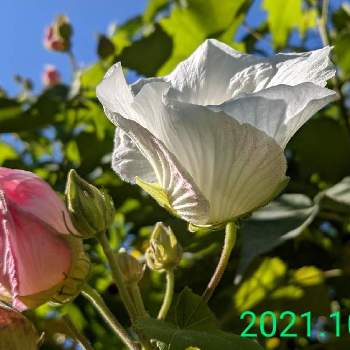 芙蓉の花♡の画像 by もぐjuhさん | 広い庭とプランターとスイフヨウの花と花色と葉っぱとお顔がこんにちはとGoogle Pixel5と芙蓉の花♡と花いろいろと君も花が好きなのかと元気に育ててますよ