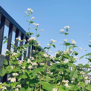 蕎麦の花の投稿画像一覧 Greensnap グリーンスナップ