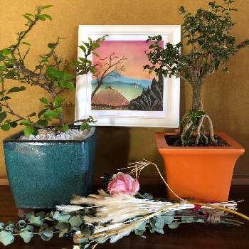 猫じゃらしの投稿画像一覧 Greensnap グリーンスナップ