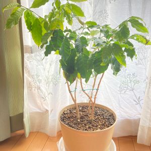 コーヒーの木,100均,100均観葉植物,ダイソー産コーヒーの木,100均だけど300円の画像