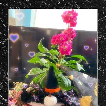 今日のお花(^^)の画像 by りりんさん | 部屋と今日のお花(^^)とハロウィン月間とハロウィン2021祭り