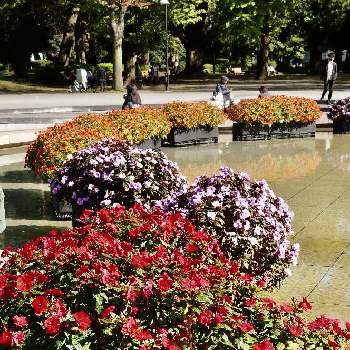 上野恩賜公園の投稿画像一覧 Greensnap グリーンスナップ