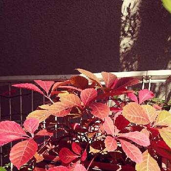 病気に強いの投稿画像一覧 Greensnap グリーンスナップ