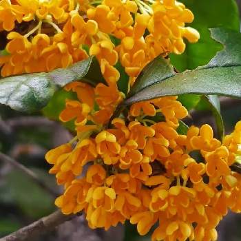 よい香りの画像 by ゆんさん | フェンスとキンモクセイと花のある暮らしとオレンジの花とよい香りと２０２０年５月同期
