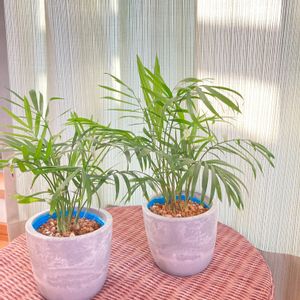 100均観葉植物, テーブルヤシ,100均だけど300円,ダイソー産テーブルヤシの画像