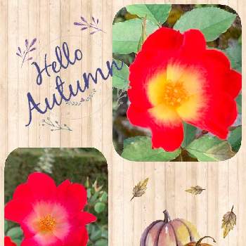 紅葉の秋の画像 by つゆみさん | バラ・カクテルと紅葉の秋と薔薇暮らしと癒されてと私の庭とばらに魅せられて