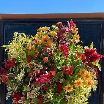 イーアスつくばの投稿画像一覧 Greensnap グリーンスナップ イーアスつくばの投稿画像一覧 Greensnap グリーンスナップ