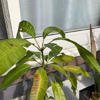 マンゴーの木の育て方 種から栽培できる 葉が枯れる理由は Greensnap グリーンスナップ