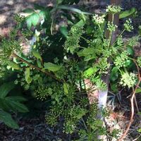 あしたば 明日葉 の育て方 種まきや収穫の時期は 栽培のコツは Greensnap グリーンスナップ