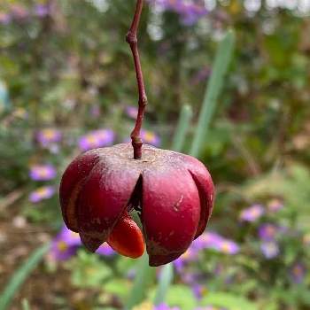ツリバナの画像 by miccoさん | 小さな庭とツリバナの実とツリバナと大実つりばなと木の実と今日の一枚と樹木の実と花のある暮らしと赤い実
