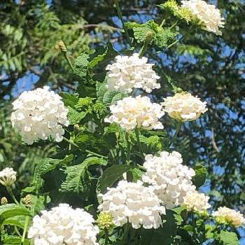 ランタナ 白の投稿画像一覧 Greensnap グリーンスナップ