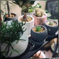 ハオルチア オブツーサの育て方 水やりの頻度は どこに置くといい Greensnap グリーンスナップ