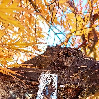 秋のお散歩の画像 by 花音さん | 小さな庭と糸紅葉（イトモミジ）と大人の着せ替え人形とお散歩ちゃんキーホルダーと紅葉weekと秋のお散歩と癒されると北海道からと鮮やか と紅葉。と我が家の庭とかわいいと小さな幸せと繋がりに感謝✨