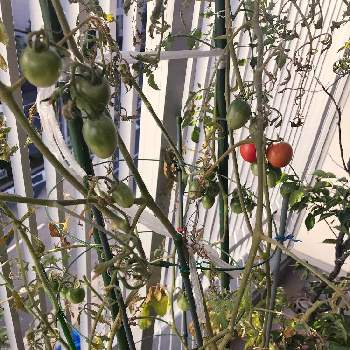 中玉トマトの画像 by HIMIKOさん | バルコニー/ベランダと収穫物と中玉トマトと中玉 フルティカと収穫と中玉トマト フルティカ
