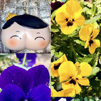 ㊗️宇髄天元⚔️ど派手にバースデーの画像 by ドラチャンことAkitoshi Imaiさん | ビオラと今日を今を生きることと⚔️心を燃やせとワクワクの花たちと最愛の友へ届けと日曜ビタミンカラー♪と今日のお花と幸せの黄色いお花といつも心に太陽をと元気に笑顔で居てとちっちゃいものクラブとenjoy ＆ smile happy⤴︎とFriends.Kizunaと明日はきっと良い日になると純白マニアと青い花マニアとファンタスティックブルーと毎日thank you❤️とｵｹﾂの日と㊗️宇髄天元⚔️ど派手にバースデー