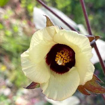 綿の花 の投稿画像一覧 Greensnap グリーンスナップ