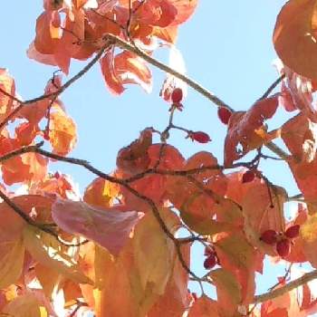 ミズキ科ミズキ属の画像 by sumiko87さん | お出かけ先と樹木好きと落葉高木と晴れの日と公園とハナミズキ♡と紅葉楽しみと実のなる木とミズキ科ミズキ属