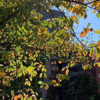 秋晴れの日の画像 by ハルちゃんさん | お出かけ先と秋の風景と紅葉の季節と秋晴れの日と桜の木の紅葉