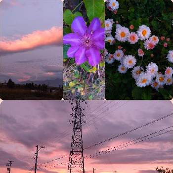 朝のお散歩の画像 by シゲちゃんの花さん | お出かけ先と小菊とクレマチスと朝のお散歩と朝の空