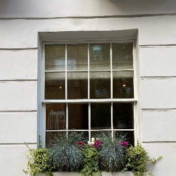 フェスツカグラウカの画像 by Nao  UKLIFEJPさん | 窓辺とガーデンシクラメンとアイビーとフェスツカグラウカとシェードプランツと開花中とガーデンシクラメン寄せ植えフォトコンテストとオーナメンタルグラスとウィンドウボックスと寄せ植えとシェードガーデンとローメンテと冬の植物と日陰庭とPerennial Plantsとイギリスと観葉植物のある暮らしとシルバーブルーリーフと海外暮らし