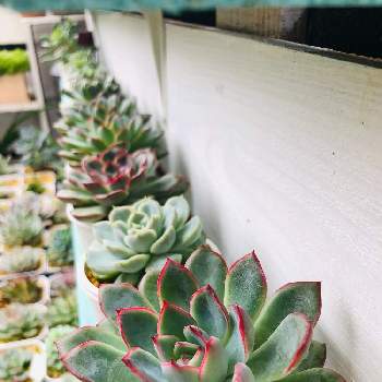 キャンドゥの投稿画像一覧 Greensnap グリーンスナップ